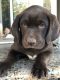 Labrador Retriever Puppies for sale in Hacienda Heights, CA, USA. price: NA