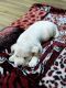 Labrador Retriever Puppies for sale in 3A-25, Block 13A, WEA, Karol Bagh, New Delhi, Delhi 110005, India. price: 12000 INR