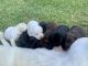 Labrador Retriever Puppies for sale in Denmark, SC 29042, USA. price: $1,000