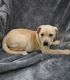 Labrador Retriever Puppies for sale in Bishop, GA 30621, USA. price: NA
