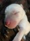 Labrador Retriever Puppies for sale in Conyers, GA, USA. price: NA