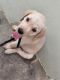 Labrador Retriever Puppies for sale in Vizianagaram, Andhra Pradesh, India. price: 10000 INR