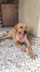 Labrador Retriever Puppies for sale in Bhayandar, Bhayandar West, Mira Bhayandar, Maharashtra, India. price: 5000 INR