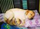 Labrador Retriever Puppies for sale in Dwarka Mor, Vipin Garden, Nawada, New Delhi, Delhi 110059, India. price: 10000 INR