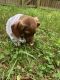 Labrador Retriever Puppies for sale in Forest Heights, MD 20745, USA. price: NA