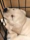 Labrador Retriever Puppies for sale in Midland, NC, USA. price: NA
