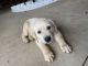 Labrador Retriever Puppies for sale in Piedmont, OK 73078, USA. price: $1,500