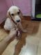 Labrador Retriever Puppies for sale in Sector 8, Sanpada, Navi Mumbai, Maharashtra 400705, India. price: 13000 INR