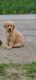 Labrador Retriever Puppies for sale in 242 Clover Top Rd, Markleysburg, PA 15459, USA. price: NA
