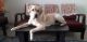 Labrador Retriever Puppies for sale in Sector 47, Gurugram, Haryana, India. price: NA
