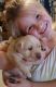 Labrador Retriever Puppies for sale in North Freedom, WI 53951, USA. price: NA