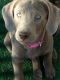 Labrador Retriever Puppies for sale in Sierra Vista, AZ, USA. price: $900