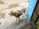 Labrador Retriever Puppies for sale in Vinayak Nagar, Jeedimetla, Hyderabad, Telangana 500055, India. price: NA