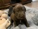 Labrador Retriever Puppies for sale in Lyerly, GA 30730, USA. price: NA