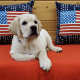 Labrador Retriever Puppies for sale in Owosso, MI 48867, USA. price: $1,000