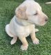 Labrador Retriever Puppies for sale in Mesa, AZ 85207, USA. price: $600