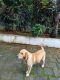 Labrador Retriever Puppies for sale in Piravom, Kerala 686664, India. price: 20000 INR