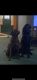 Labrador Retriever Puppies for sale in Logan, WV 25601, USA. price: $1,250