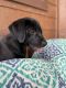 Labrador Retriever Puppies for sale in New Holland, SD, USA. price: NA
