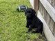 Labrador Retriever Puppies for sale in Dickinson, TX 77539, USA. price: $800