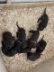 Labrador Retriever Puppies for sale in Hesperia, CA 92345, USA. price: NA