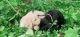Labrador Retriever Puppies for sale in Kannur, Kerala, India. price: 7000 INR