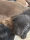 Labrador Retriever Puppies for sale in Dowagiac, MI 49047, USA. price: $750