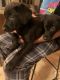 Labrador Retriever Puppies for sale in Meriden, CT, USA. price: $175