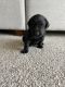 Labrador Retriever Puppies for sale in Lehi, UT, USA. price: $1,000