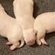 Labrador Retriever Puppies for sale in Des Moines, IA, USA. price: $1,500