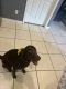 Labrador Retriever Puppies for sale in DeLand, FL, USA. price: $850