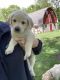 Labrador Retriever Puppies for sale in Avon, MN 56310, USA. price: NA