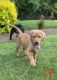Labrador Retriever Puppies for sale in Brush Prairie, WA 98606, USA. price: $1,000