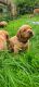 Labrador Retriever Puppies for sale in Arlington, WA, USA. price: NA