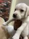 Labrador Retriever Puppies for sale in Sector H, Jankipuram, Lucknow, Uttar Pradesh 226021, India. price: 6000 INR