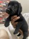 Labrador Retriever Puppies for sale in Sector H, Jankipuram, Lucknow, Uttar Pradesh 226021, India. price: 7000 INR