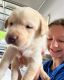 Labrador Retriever Puppies for sale in Madisonville, TN 37354, USA. price: $400