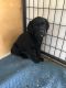 Labrador Retriever Puppies for sale in Apple Valley, CA 92308, USA. price: $500