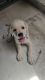 Labrador Retriever Puppies for sale in Street Number 6, Vidya Nagar, Lalitha Nagar, Adikmet, Hyderabad, Telangana 500044, India. price: 13999 INR