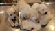 Labrador Retriever Puppies for sale in Tardeo, Mumbai, Maharashtra, India. price: 15000 INR