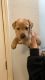 Labrador Retriever Puppies for sale in Addy, WA 99101, USA. price: $1,000