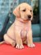 Labrador Retriever Puppies for sale in Katraj, Pune, Maharashtra, India. price: 16000 INR