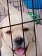 Labrador Retriever Puppies for sale in Magarpatta, Hadapsar, Pune, Maharashtra, India. price: 20000 INR