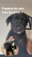 Labrador Retriever Puppies for sale in Placentia, CA 92870, USA. price: NA