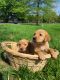 Labrador Retriever Puppies for sale in Quakertown, PA 18951, USA. price: NA