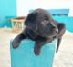 Labrador Retriever Puppies for sale in Minjur, Tamil Nadu 601203, India. price: 6500 INR