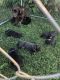 Labrador Retriever Puppies for sale in Center, KY 42214, USA. price: $800