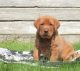 Labrador Retriever Puppies for sale in Atlanta, GA, USA. price: $980