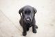 Labrador Retriever Puppies for sale in Story City, IA 50248, USA. price: $450
