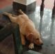 Labrador Retriever Puppies for sale in Onamthuruth - Kaipuzha Rd, Onamthuruth, Kerala, India. price: 9000 INR